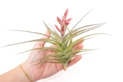 [IN BLOOM NOW!] Tillandsia Murorum Air Plant -Air Plant Supply Store Tillandsia Air Plant Murorum 5 scaled