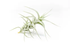 Tillandsia Albida 'Minor' Air Plants -Air Plant Supply Store Tillandsia Air Plant Premium Albida4 scaled