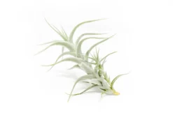 Tillandsia Albida 'Minor' Air Plants -Air Plant Supply Store Tillandsia Air Plant Premium Albida5 scaled