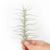 Tillandsia Albida 'Minor' Air Plants
