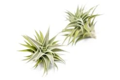 Tillandsia Edithae Air Plants -Air Plant Supply Store Tillandsia Air Plant Premium Edithae2