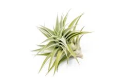 Tillandsia Edithae Air Plants -Air Plant Supply Store Tillandsia Air Plant Premium Edithae3