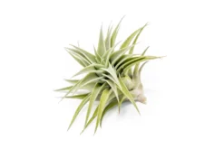 Tillandsia Edithae Air Plants 7 Tillandsia Edithae Air Plants -Air Plant Supply Store Tillandsia Air Plant Premium Edithae3 scaled