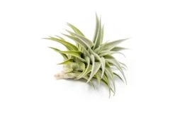 Tillandsia Edithae Air Plants -Air Plant Supply Store Tillandsia Air Plant Premium Edithae4