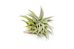 Tillandsia Edithae Air Plants 8 Tillandsia Edithae Air Plants -Air Plant Supply Store Tillandsia Air Plant Premium Edithae4 scaled
