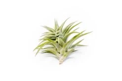 Tillandsia Edithae Air Plants -Air Plant Supply Store Tillandsia Air Plant Premium Edithae5