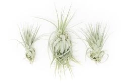 Tillandsia Gardneri - Various Ecotypes -Air Plant Supply Store Tillandsia Air Plant Premium Gardneri1