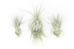 Tillandsia Gardneri - Various Ecotypes -Air Plant Supply Store Tillandsia Air Plant Premium Gardneri1 scaled
