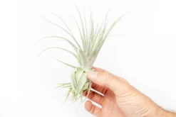 Tillandsia Gardneri - Various Ecotypes -Air Plant Supply Store Tillandsia Air Plant Premium Gardneri2 scaled
