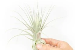 Tillandsia Gardneri - Various Ecotypes -Air Plant Supply Store Tillandsia Air Plant Premium Gardneri3