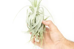 Tillandsia Gardneri - Various Ecotypes -Air Plant Supply Store Tillandsia Air Plant Premium Gardneri5 scaled