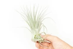 Tillandsia Gardneri - Various Ecotypes -Air Plant Supply Store Tillandsia Air Plant Premium Gardneri6