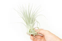 Tillandsia Gardneri - Various Ecotypes -Air Plant Supply Store Tillandsia Air Plant Premium Gardneri6 scaled