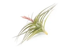 [IN BLOOM NOW!] Tillandsia Murorum Air Plant -Air Plant Supply Store Tillandsia Air Plant Premium Murorum1