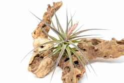 [IN BLOOM NOW!] Tillandsia Murorum Air Plant -Air Plant Supply Store Tillandsia Air Plant Premium Murorum2 scaled