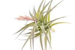 [IN BLOOM NOW!] Tillandsia Murorum Air Plant -Air Plant Supply Store Tillandsia Air Plant Premium Murorum3