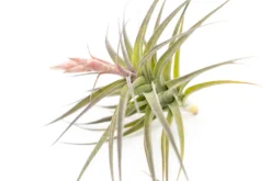 [IN BLOOM NOW!] Tillandsia Murorum Air Plant -Air Plant Supply Store Tillandsia Air Plant Premium Murorum3 scaled