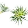 Tillandsia Neglecta Air Plant