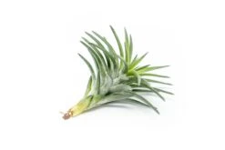 Tillandsia Neglecta Air Plant -Air Plant Supply Store Tillandsia Air Plant Premium Neglecta2