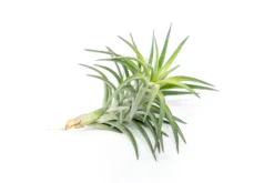 Tillandsia Neglecta Air Plant -Air Plant Supply Store Tillandsia Air Plant Premium Neglecta3 scaled