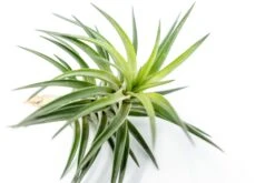 Tillandsia Neglecta Air Plant -Air Plant Supply Store Tillandsia Air Plant Premium Neglecta4