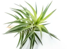 Tillandsia Neglecta Air Plant -Air Plant Supply Store Tillandsia Air Plant Premium Neglecta4 scaled