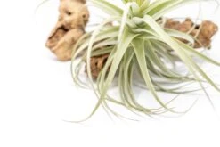 Tillandsia Purpurea Air Plant -Air Plant Supply Store Tillandsia Air Plant Premium Purpurea2