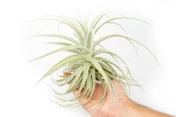 Tillandsia Purpurea Air Plant -Air Plant Supply Store Tillandsia Air Plant Premium Purpurea5