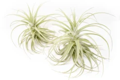 Tillandsia Purpurea Air Plant -Air Plant Supply Store Tillandsia Air Plant Premium Purpurea6 scaled