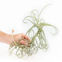 Tillandsia Duratii - Multiple Sizes - Limited Quantities -Air Plant Supply Store Tillandsia Air Plant Premium Duratii3 1 min scaled