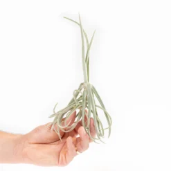 Tillandsia Duratii - Multiple Sizes - Limited Quantities