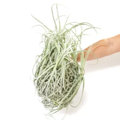 Tillandsia Duratii - Multiple Sizes - Limited Quantities -Air Plant Supply Store Tillandsia Air Plant Premium Duratii 1 aec044c4 5a94 4345 a469 9810ae4b6ef8 scaled