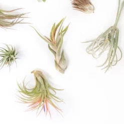 SALE - Tillandsia Air Plant Grab Bag Of Premium Medium & Large Plants - Set Of 10 - 50% Off 5 SALE - Tillandsia Air Plant Grab Bag Of Premium Medium & Large Plants - Set Of 10 - 50% Off -Air Plant Supply Store Tillandsia Air Plant Premium Pack2 ea59508d b828 4d81 bc6c f50cdf2cecd7 scaled