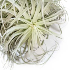 Air Plant Supply Store -Air Plant Supply Store Tillandsia Air Plant Premium Straminea Clump2 scaled