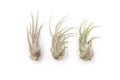 [IN BLUSH NOW!] Tillandsia Pruinosa Air Plants -Air Plant Supply Store Tillandsia Air Plant Pruinosa 2 scaled