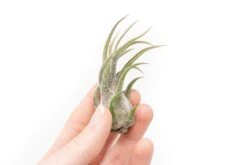 [IN BLUSH NOW!] Tillandsia Pruinosa Air Plants