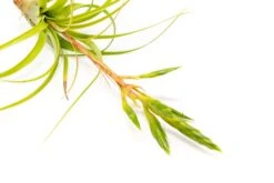 Tillandsia Roland Gosselini Air Plant -Air Plant Supply Store Tillandsia Air Plant Roland Gosselini2