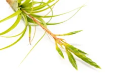 Tillandsia Roland Gosselini Air Plant 5 Tillandsia Roland Gosselini Air Plant -Air Plant Supply Store Tillandsia Air Plant Roland Gosselini2 scaled