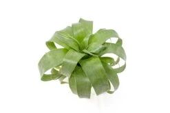 Award Winning Tillandsia Samantha 'T. Mooreana X Kalmbacheri' - Hybrid -Air Plant Supply Store Tillandsia Air Plant Samantha T.mooreana kalmbacheri Supply 1