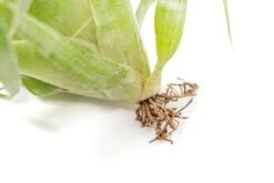 Award Winning Tillandsia Samantha 'T. Mooreana X Kalmbacheri' - Hybrid -Air Plant Supply Store Tillandsia Air Plant Samantha T.mooreana kalmbacheri Supply 10