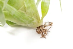 Award Winning Tillandsia Samantha 'T. Mooreana X Kalmbacheri' - Hybrid -Air Plant Supply Store Tillandsia Air Plant Samantha T.mooreana kalmbacheri Supply 10 scaled