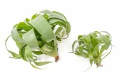 Award Winning Tillandsia Samantha 'T. Mooreana X Kalmbacheri' - Hybrid -Air Plant Supply Store Tillandsia Air Plant Samantha T.mooreana kalmbacheri Supply 11