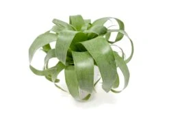 Award Winning Tillandsia Samantha 'T. Mooreana X Kalmbacheri' - Hybrid -Air Plant Supply Store Tillandsia Air Plant Samantha T.mooreana kalmbacheri Supply 2