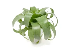 Award Winning Tillandsia Samantha 'T. Mooreana X Kalmbacheri' - Hybrid -Air Plant Supply Store Tillandsia Air Plant Samantha T.mooreana kalmbacheri Supply 2 scaled