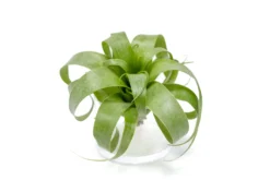 Award Winning Tillandsia Samantha 'T. Mooreana X Kalmbacheri' - Hybrid -Air Plant Supply Store Tillandsia Air Plant Samantha T.mooreana kalmbacheri Supply 6 scaled