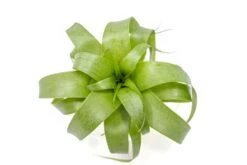 Award Winning Tillandsia Samantha 'T. Mooreana X Kalmbacheri' - Hybrid -Air Plant Supply Store Tillandsia Air Plant Samantha T.mooreana kalmbacheri Supply 7