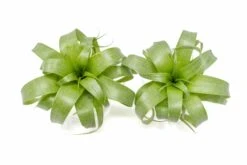 Award Winning Tillandsia Samantha 'T. Mooreana X Kalmbacheri' - Hybrid -Air Plant Supply Store Tillandsia Air Plant Samantha T.mooreana kalmbacheri Supply 8