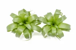 Award Winning Tillandsia Samantha 'T. Mooreana X Kalmbacheri' - Hybrid -Air Plant Supply Store Tillandsia Air Plant Samantha T.mooreana kalmbacheri Supply 8 scaled