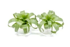 Award Winning Tillandsia Samantha 'T. Mooreana X Kalmbacheri' - Hybrid -Air Plant Supply Store Tillandsia Air Plant Samantha T.mooreana kalmbacheri Supply 9