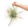 Tillandsia Schiedeana Clump Air Plant